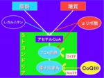 図８