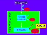図２